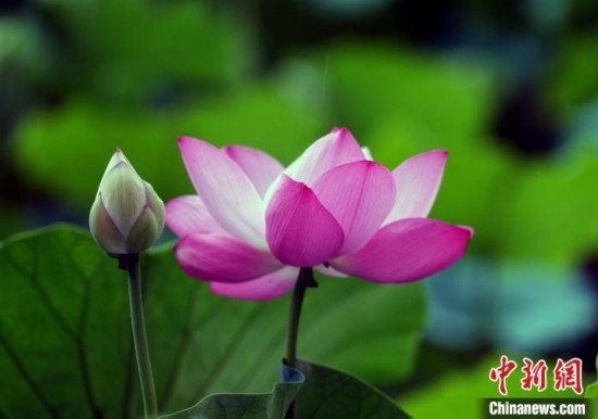 6月19日，時值一年畢業(yè)季，四川大學(xué)望江校區(qū)荷花池里的荷花盛開，成為了畢業(yè)生們的打卡圣地，吸引了眾多畢業(yè)生拍照留念。圖為盛開的荷花。中新社記者 安源 攝