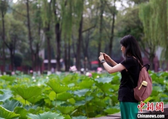 6月19日，時值一年畢業(yè)季，四川大學(xué)望江校區(qū)荷花池里的荷花盛開，成為了畢業(yè)生們的打卡圣地，吸引了眾多畢業(yè)生拍照留念。圖為畢業(yè)生在荷花池邊拍照留念。中新社記者 安源 攝