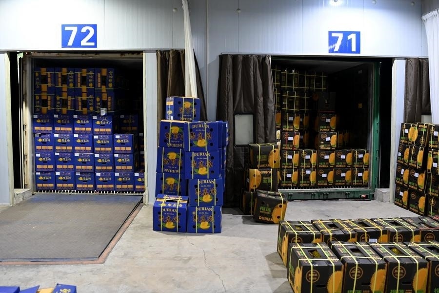 2023年9月12日在廣西憑祥友誼關(guān)口岸拍攝的等待通關(guān)的進(jìn)口榴蓮。新華社記者 曹祎銘 攝