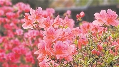 井岡山大學(xué)北區(qū)的生物園內(nèi)，一叢叢映山紅競相怒放。井岡山大學(xué)供圖