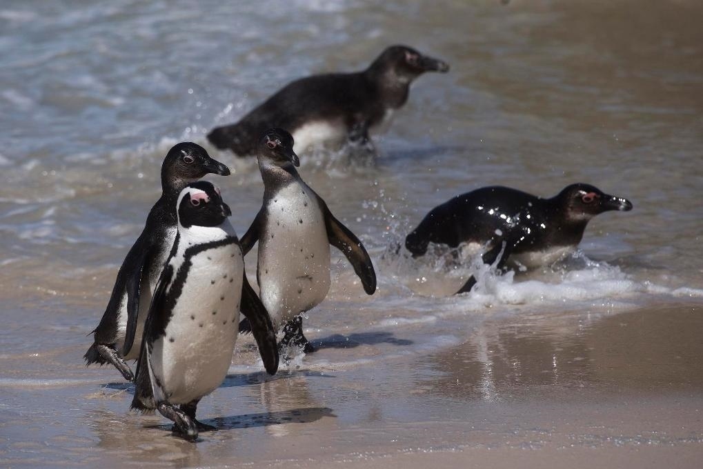 這是2021年9月29日在南非西蒙斯敦的博爾德斯海灘拍攝的捕食歸來的非洲企鵝。新華社記者 陳誠 攝