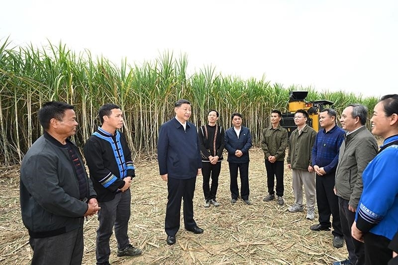 2023年12月14日，習(xí)近平總書(shū)記在廣西來(lái)賓市國(guó)家現(xiàn)代農(nóng)業(yè)產(chǎn)業(yè)園黃安優(yōu)質(zhì)“雙高”糖料蔗基地考察時(shí)，同蔗農(nóng)、農(nóng)機(jī)手和農(nóng)技人員親切交流。