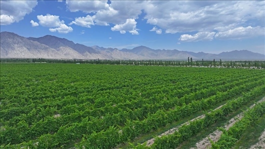 閩寧從荒蕪貧瘠的荒灘戈壁變成了如今的片片綠洲。