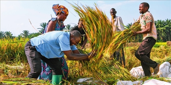 2018 年，中國(guó)農(nóng)業(yè)專家組在布隆迪布班扎省吉漢加縣設(shè)立首個(gè)水稻減貧示范村。圖為當(dāng)?shù)剞r(nóng)戶在稻田里給雜交水稻脫粒（2023 年 6 月 20 日攝） 韓旭攝 / 本刊