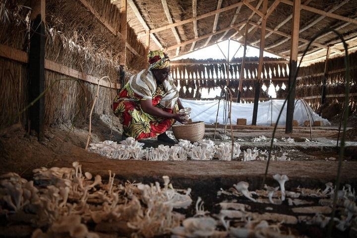 2024年2月6日，在中非共和國達(dá)馬拉，法蒂瑪在菇棚內(nèi)收獲菌草菇。2022年，法蒂瑪在聽說中國菌草專家在班吉傳授技術(shù)后主動前往學(xué)習(xí)，從一間小菌棚起步，逐漸擴大為如今小有名氣的合作社。新華社記者 韓旭 攝