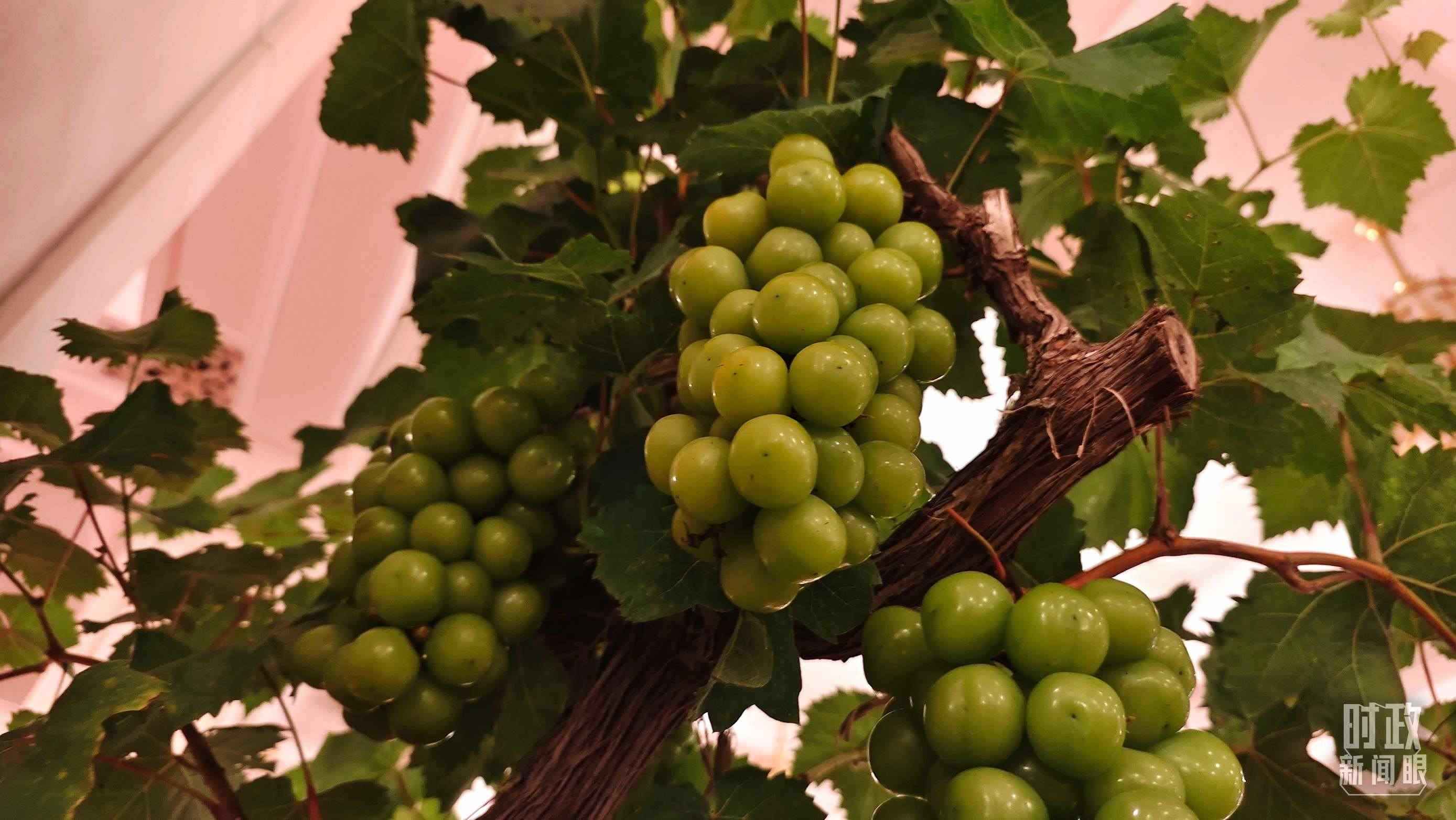  △人民大會(huì)堂的盆景，碩果累累。（總臺(tái)央視記者韓銳拍攝）