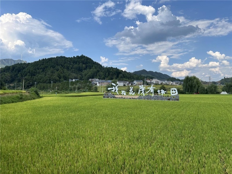 青瓦白磚的黔北民居、風(fēng)中搖曳的稻田、抬手可觸的大片云朵……才剛下車，格魯吉亞“經(jīng)濟(jì)中心網(wǎng)”總編輯莉安娜·喬爾喬利亞尼就被眼前的景色拖住了步履，喃喃細(xì)語：“實(shí)在太美了，讓我內(nèi)心平靜，在這里生活一定非常安逸和幸福?！保ㄇ褫x攝）