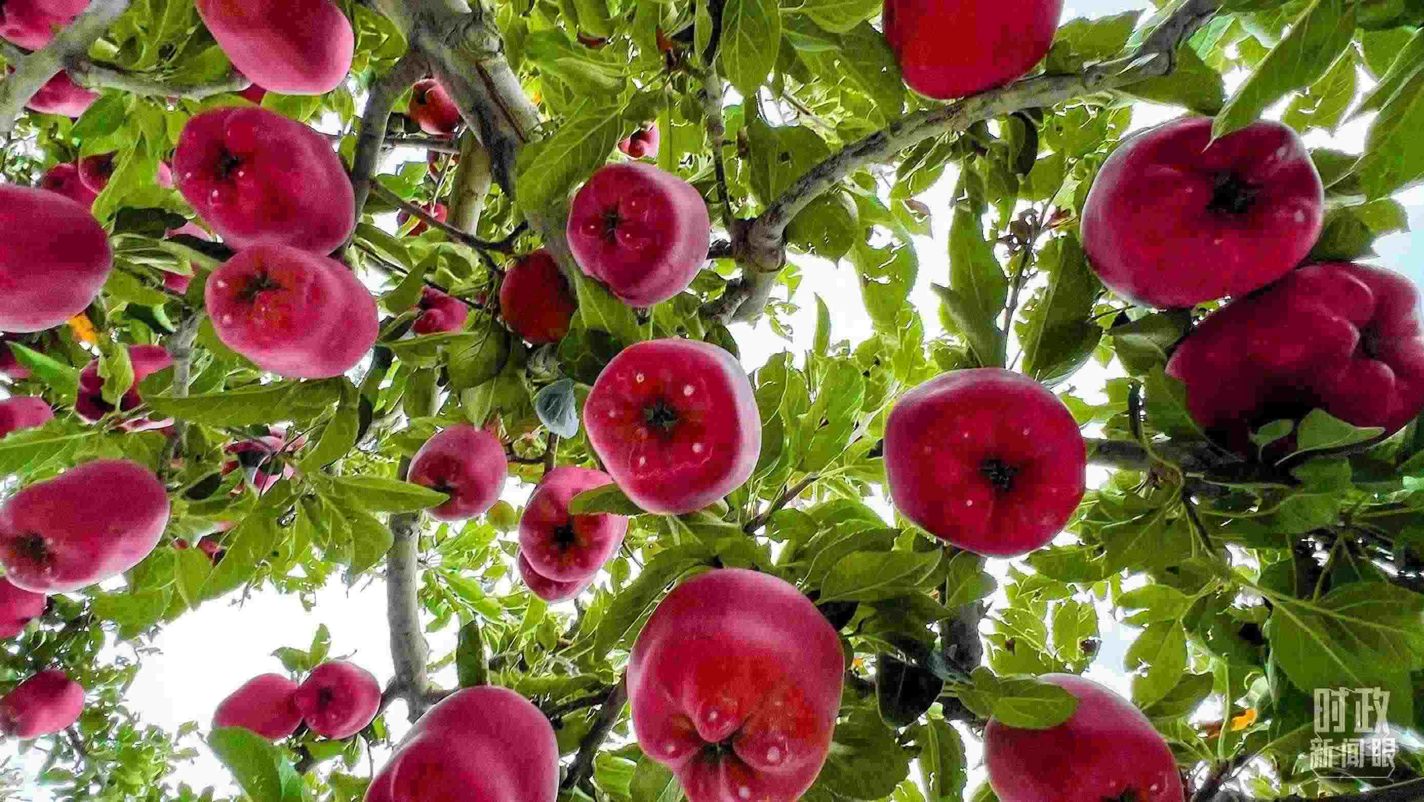 △ 麥積區(qū)南山花牛蘋果基地。（總臺(tái)央視記者程鋮拍攝）