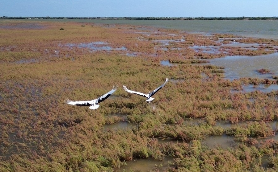 2024年8月28日，丹頂鶴在黃河三角洲國家級(jí)自然保護(hù)區(qū)展翅翱翔（無人機(jī)照片）。新華社記者 徐速繪 攝