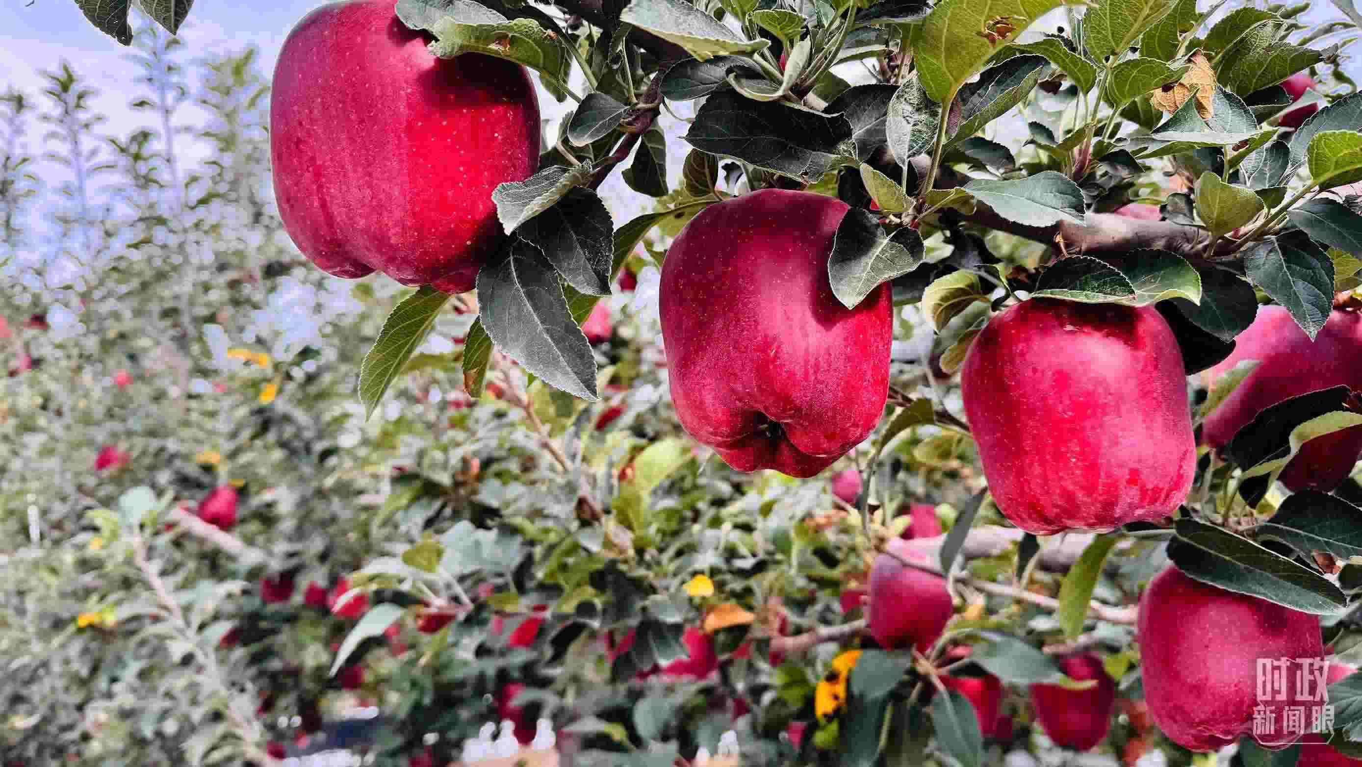 △ 麥積區(qū)南山花牛蘋果基地。（總臺(tái)央視記者黎兵拍攝）