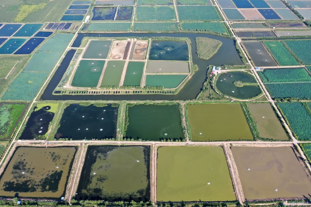 2024年8月13日在山西省臨猗縣薛公村拍攝的蟹塘（無人機照片）。薛公村位于黃河岸邊，有5000多畝黃河灘涂和近5000畝荒溝。當?shù)赝ㄟ^將荒溝和灘涂進行整合，發(fā)展特色水產(chǎn)養(yǎng)殖，讓守著黃河水、住在黃河灘的薛公村村民有了新的致富路。