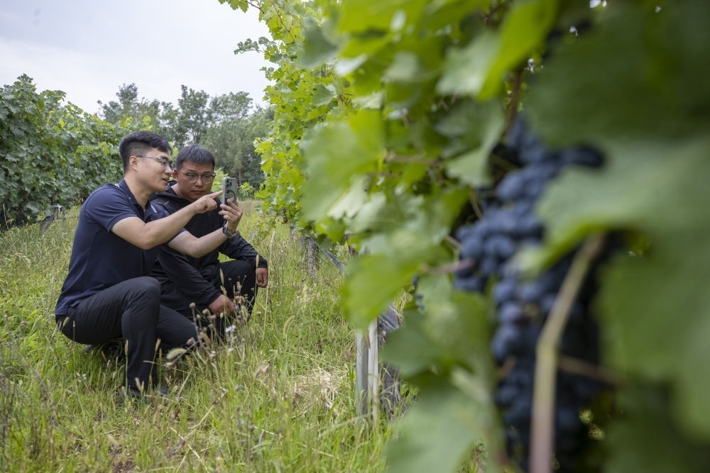 2024年8月15日，技術(shù)人員（左）和工作人員在寧夏銀川市西夏區(qū)的一個葡萄園工作。為推動黃河流域生態(tài)保護和高質(zhì)量發(fā)展先行區(qū)建設(shè)，銀川市積極打造高標準葡萄園，借助各種傳感器監(jiān)測釀酒葡萄的生長狀態(tài)，實現(xiàn)精準灌溉，從而高效節(jié)約黃河水。
