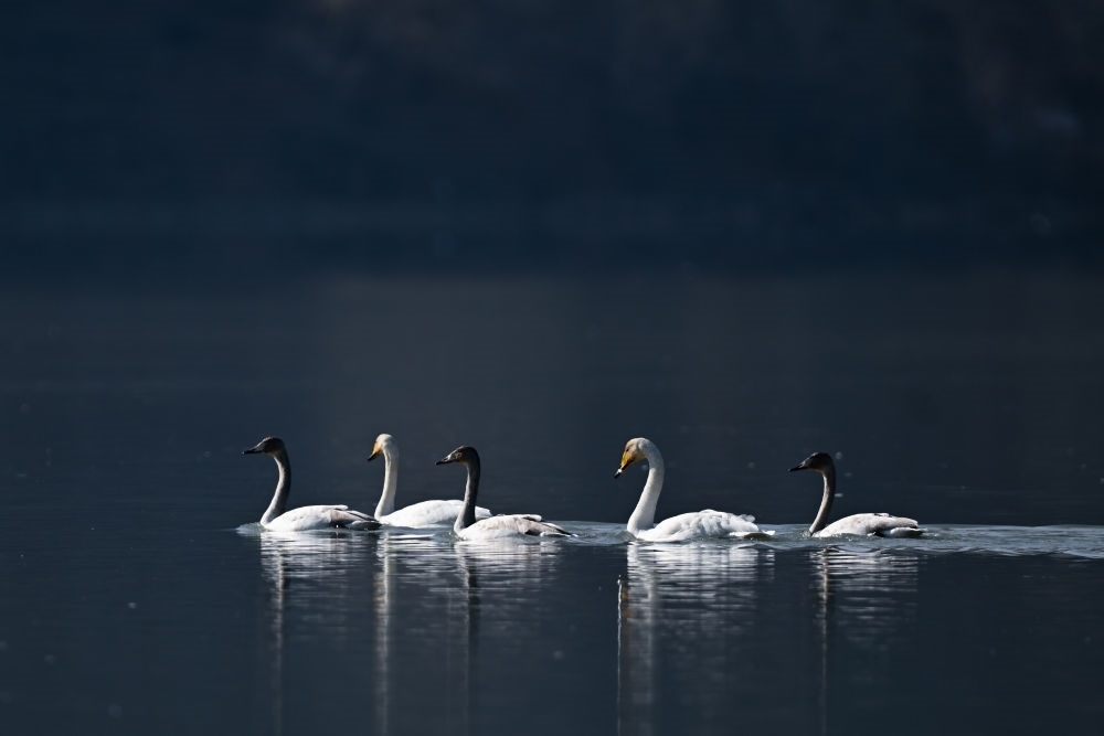 2023年11月30日，天鵝在青海省海東市化隆回族自治縣群科鎮(zhèn)境內(nèi)的黃河上游弋。近年來，青海省加大力度保護治理境內(nèi)黃河流域，改善當?shù)厣鷳B(tài)環(huán)境，為越冬候鳥提供良好棲息地。