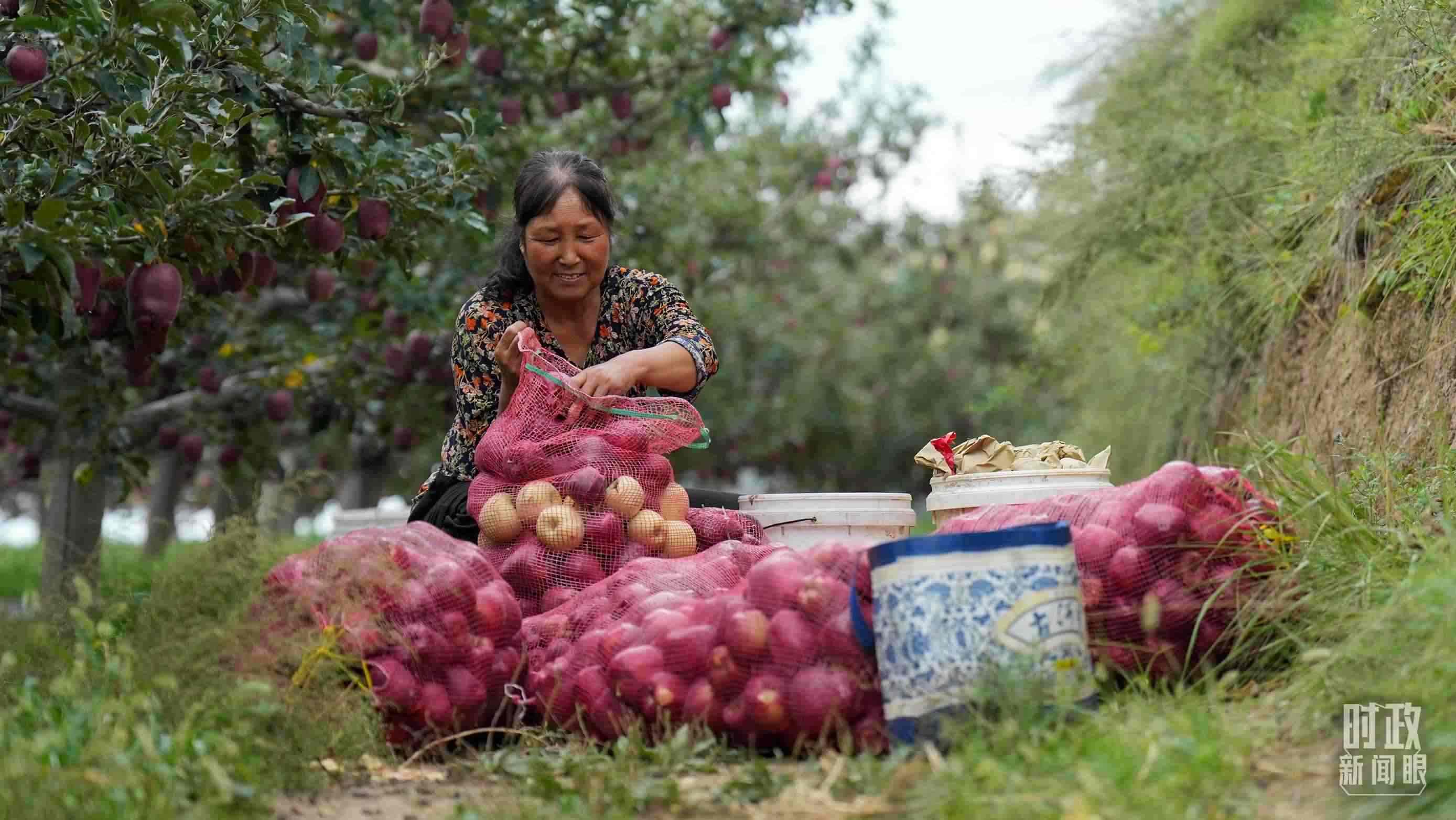 △南山花牛蘋(píng)果基地在2023年帶動(dòng)9000多戶(hù)村民實(shí)現(xiàn)增收。（總臺(tái)國(guó)廣記者李晉拍攝）
