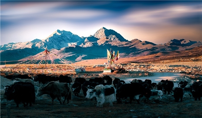 雅拉雪山上的牦牛群。蕭旺擺攝