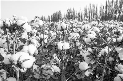 圖為新疆阿克蘇棉田。新研究揭示了GhEXL3基因調(diào)控棉纖維伸長的分子機(jī)制，為棉纖維品質(zhì)遺傳改良提供了重要理論依據(jù)。視覺中國供圖