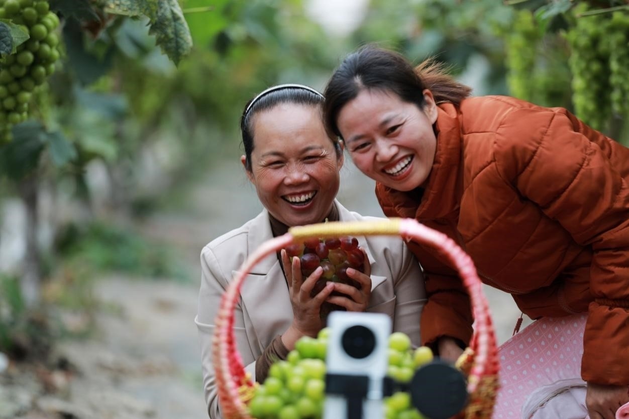 2024年10月6日，果農(nóng)在貴州省黔西市金碧鎮(zhèn)新蘭村葡萄園里進(jìn)行直播銷售。來源：人民圖片