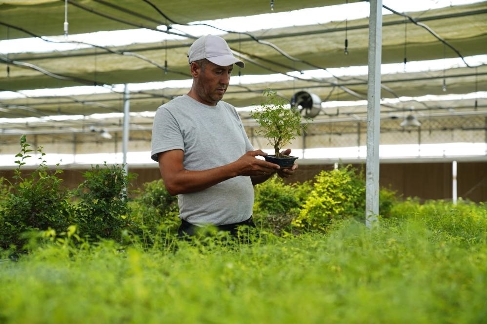 7月28日，在烏茲別克斯坦錫爾河州的上合組織農(nóng)業(yè)基地中烏現(xiàn)代農(nóng)業(yè)科技示范園，工作人員檢查盆栽植物。新華社發(fā)（扎法爾攝）