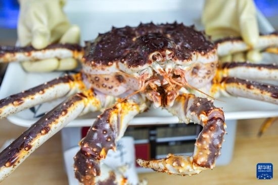 這是9月20日在吉林省琿春市的東北亞跨境電商產(chǎn)業(yè)園內(nèi)的帝王蟹保稅店拍攝的帝王蟹。新華社記者 許暢 攝