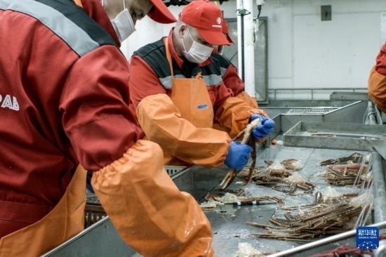 俄羅斯蟹業(yè)集團(tuán)的工作人員在生產(chǎn)線上加工產(chǎn)品（資料照片）。新華社發(fā)（俄羅斯蟹業(yè)集團(tuán)供圖）