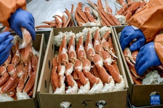 俄羅斯蟹業(yè)集團(tuán)的工作人員在生產(chǎn)線上加工產(chǎn)品（資料照片）。新華社發(fā)（俄羅斯蟹業(yè)集團(tuán)供圖）