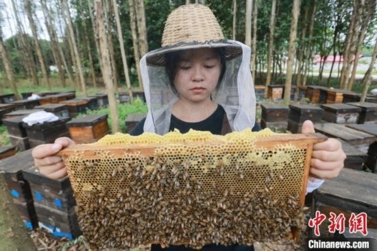 吳素英查看蜂蜜產(chǎn)蜜情況。湯曉逵 攝