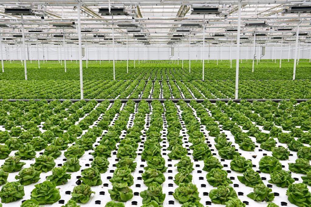 10月26日，楊凌智慧農(nóng)業(yè)示范園智慧溫室內(nèi)通過無土栽培技術(shù)種植的蔬菜。新華社記者 鄒競一 攝