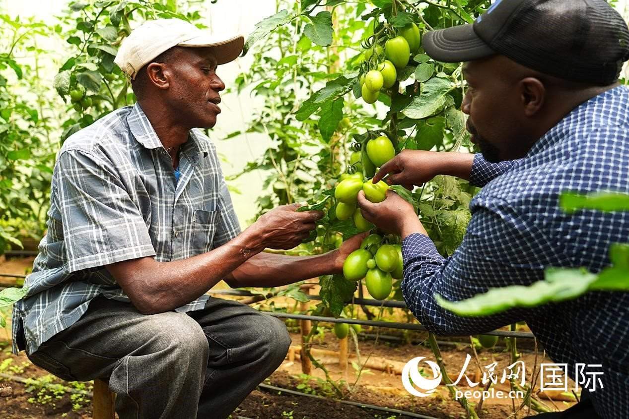 肯尼亞納庫魯郡，埃格頓大學(xué)園藝學(xué)專家史蒂芬·吉藤古在溫室大棚里指導(dǎo)當(dāng)?shù)剞r(nóng)民喬納·卡蘭賈種植番茄。人民網(wǎng)記者 黃煒鑫攝