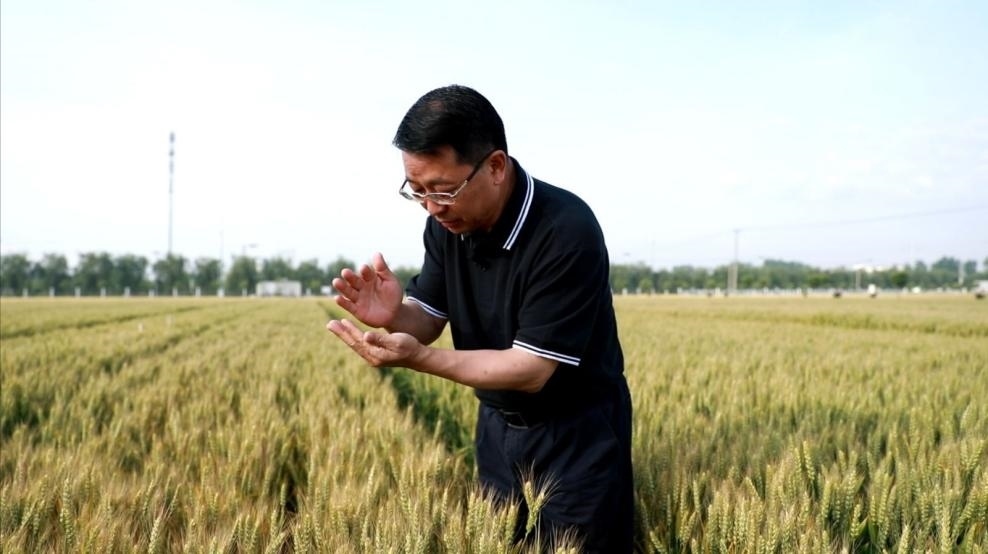 張福鎖在曲周查看小麥長(zhǎng)勢(shì)。受訪者供圖