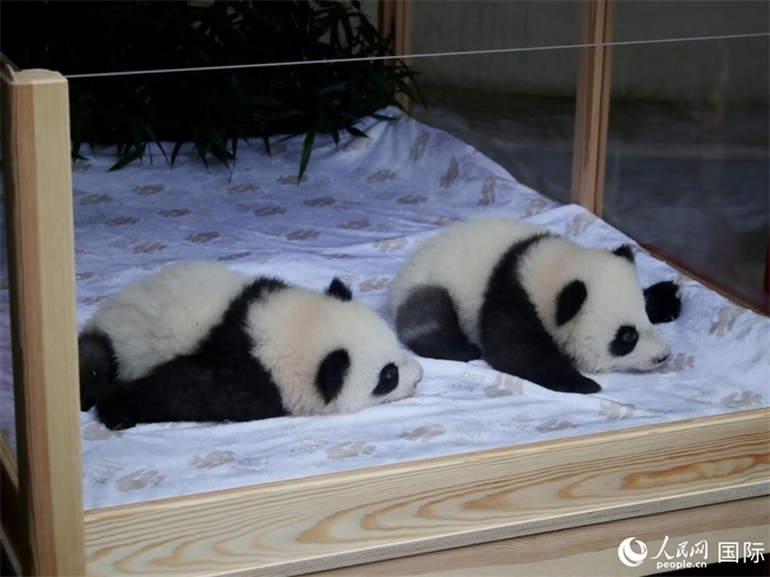 柏林動(dòng)物園的明星“夢(mèng)好”與“夢(mèng)甜”。人民網(wǎng) 肖晶攝