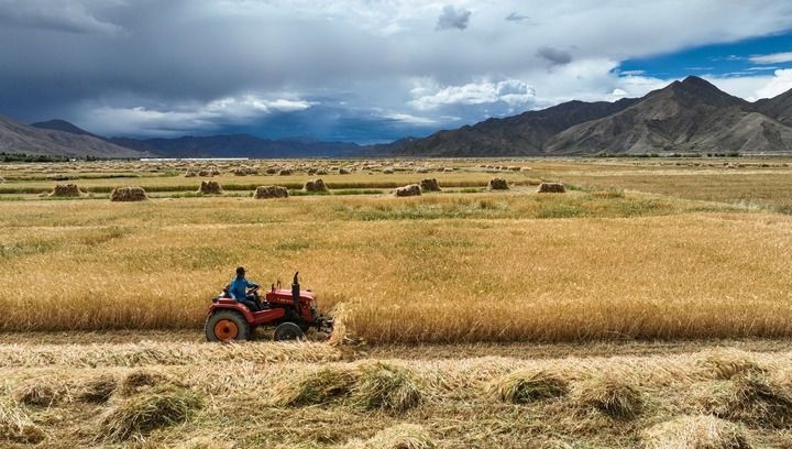 2024年9月10日在西藏日喀則市白朗縣巴扎鄉(xiāng)拍攝的秋收?qǐng)鼍埃o(wú)人機(jī)照片）。新華社記者 晉美多吉 攝