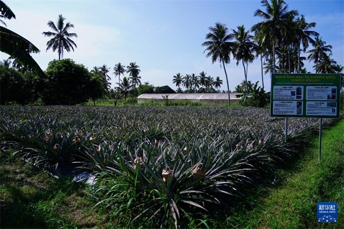 這是12月23日在斯里蘭卡馬坎杜拉拍攝的中國技術試驗田菠蘿田。新華社記者 陳冬書 攝
