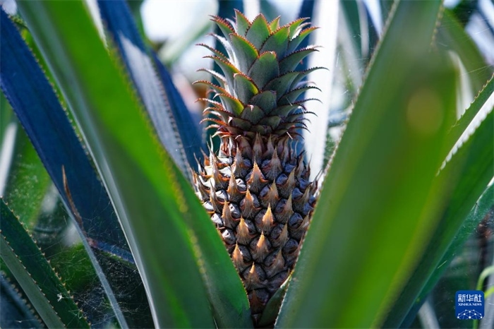 這是12月23日在斯里蘭卡馬坎杜拉拍攝的中國技術試驗田里的菠蘿。新華社記者 陳冬書 攝
