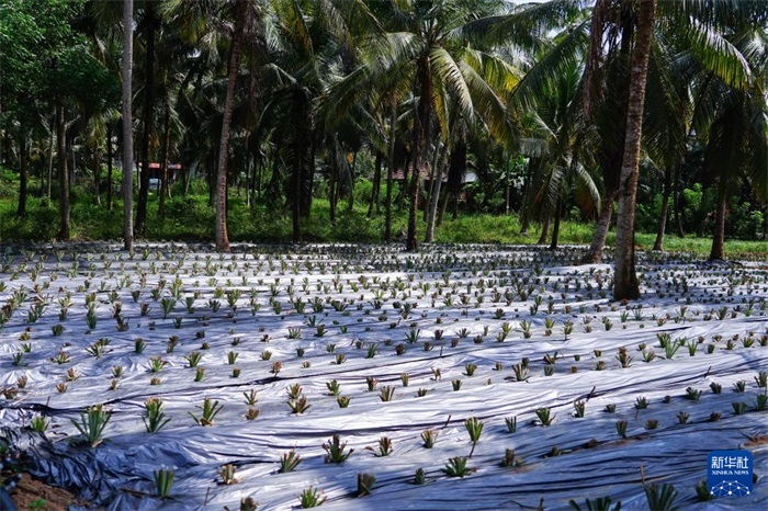 這是12月23日在斯里蘭卡馬坎杜拉拍攝的農(nóng)民里尚·普爾納的菠蘿田。新華社記者 陳冬書 攝