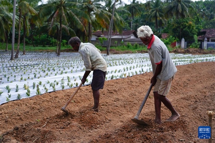 12月23日，斯里蘭卡馬坎杜拉的農(nóng)民在菠蘿田地里勞作。新華社記者 陳冬書 攝
