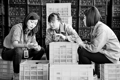 為拓展柿子產(chǎn)業(yè)發(fā)展新途徑，在陜西富平淡村鎮(zhèn)，歸國留學(xué)生王薇參與創(chuàng)建了一座柿酒酒莊。新華社發(fā)