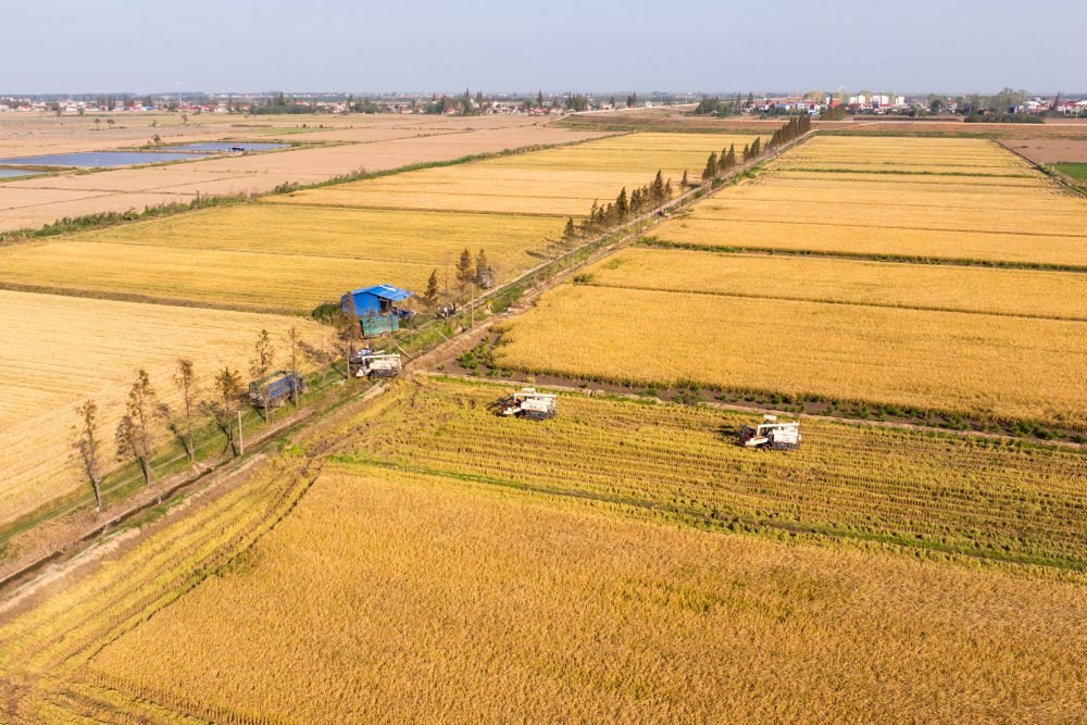 2024年11月1日，在湖南華容縣團(tuán)洲垸，村民駕駛收割機(jī)收獲水稻（無人機(jī)照片）。新華社記者陳思汗 攝