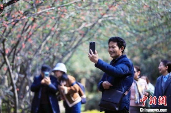 成都:海棠花開引游人