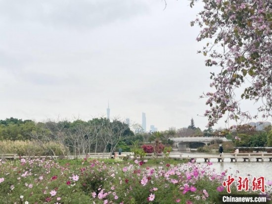 每年三月，廣州海珠國(guó)家濕地公園迎來最具標(biāo)志性的景觀之一——宮粉紫荊花海，公園內(nèi)的石榴崗河沿岸兩側(cè)，數(shù)千株宮粉紫荊綿延3.2公里，粉紅與粉白的花朵交織如云，頗為浪漫。據(jù)悉，宮粉紫荊因其耐濕性強(qiáng)、花期長(zhǎng)的特性，是廣州海珠國(guó)家濕地公園生態(tài)修復(fù)的優(yōu)選樹種。近年來通過科學(xué)管養(yǎng)，花量相較往年明顯增加，盛花期持續(xù)近一個(gè)月時(shí)間，預(yù)計(jì)浪漫景致將延續(xù)至清明前。圖為3月7日，廣州海珠國(guó)家濕地公園宮粉紫荊花海吸引游人。中新社記者 許青青 攝