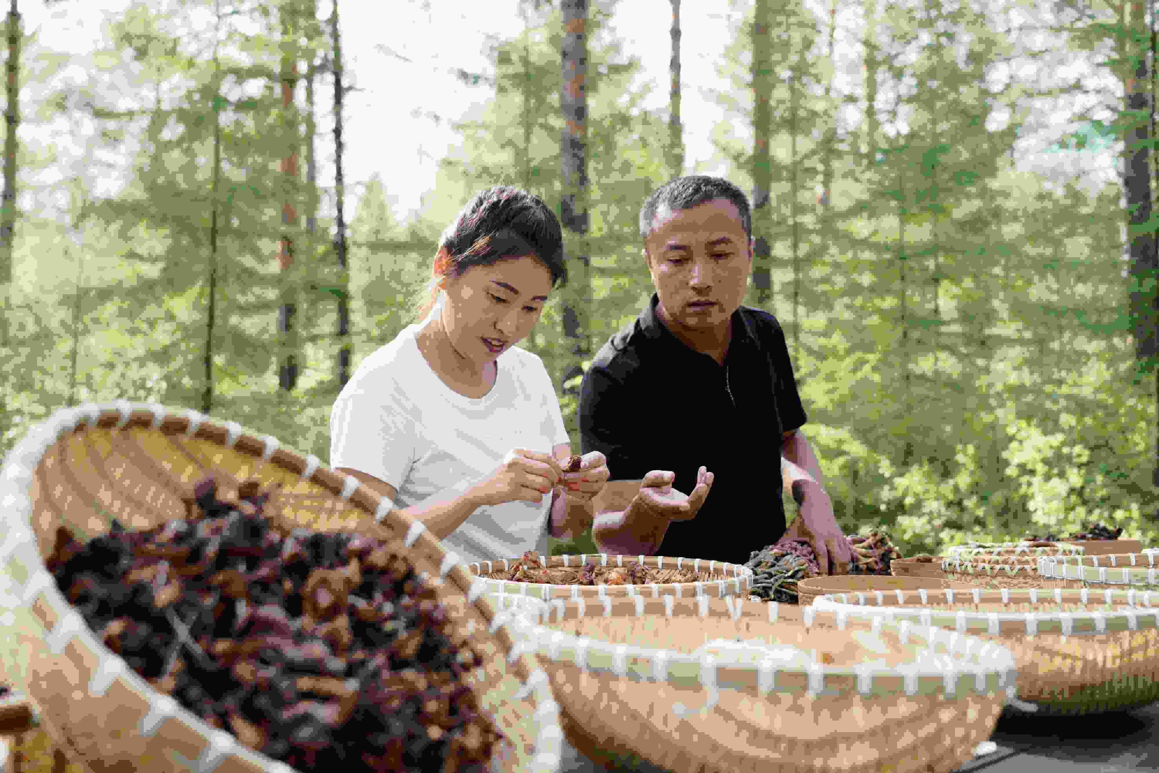 2024年8月6日，黑龍江漠河林場員工正在分揀采集來的林下產(chǎn)品。