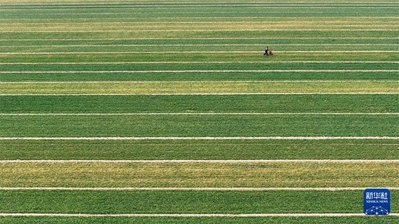 3月14日，在菏澤市鄆城縣潘渡鎮(zhèn)，農(nóng)民在麥田里施肥（無人機(jī)照片）。