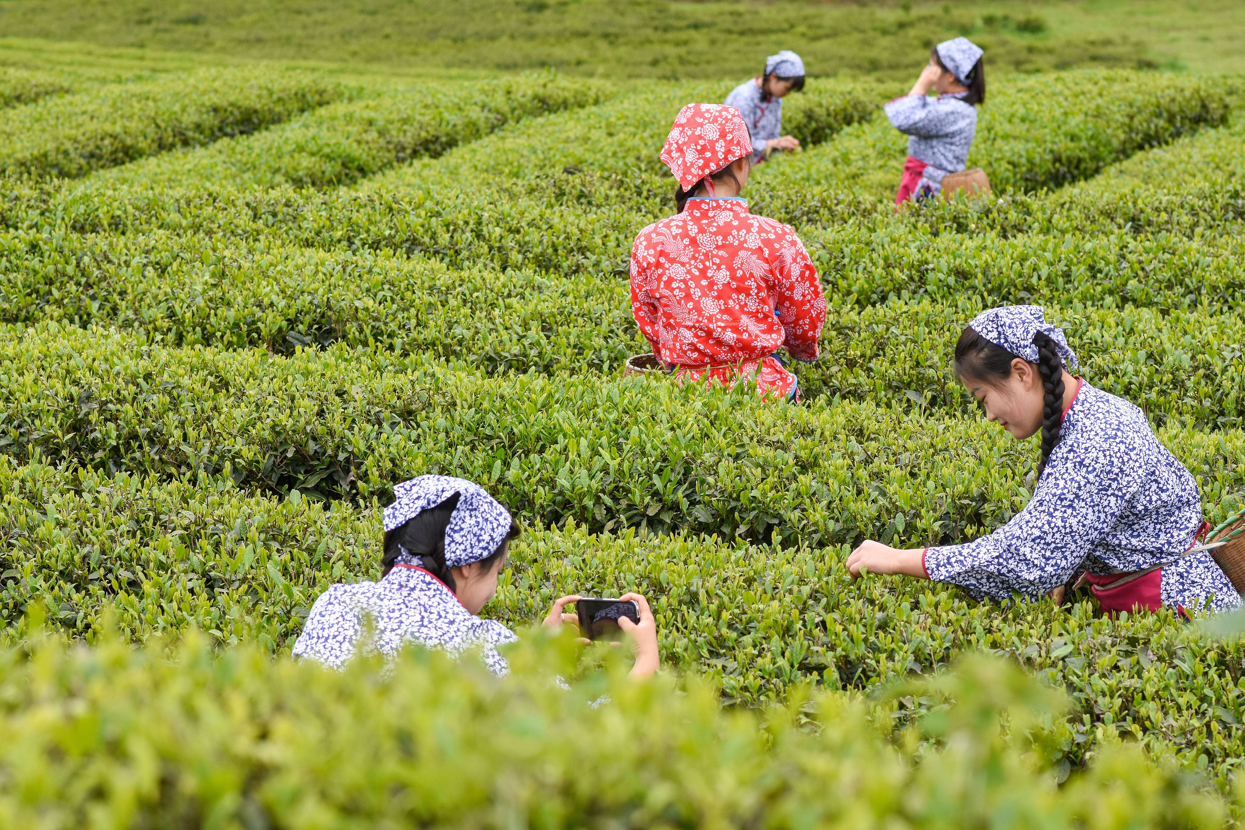 2023年4月6日，游客在貴州省銅仁市江口縣怒溪鎮(zhèn)駱象村生態(tài)茶園體驗(yàn)采茶樂趣。