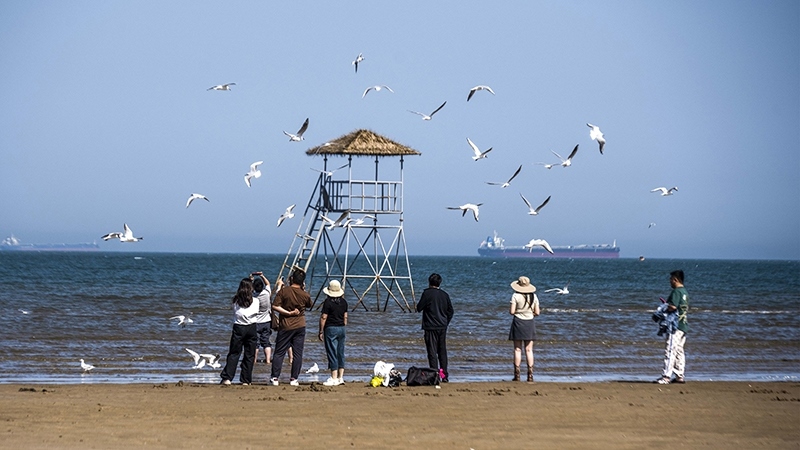 2024年5月12日，河北秦皇島，北戴河鴿子窩公園成群海鷗在天空中自由翱翔，與大海、藍(lán)天構(gòu)成了一幅美麗的畫卷。