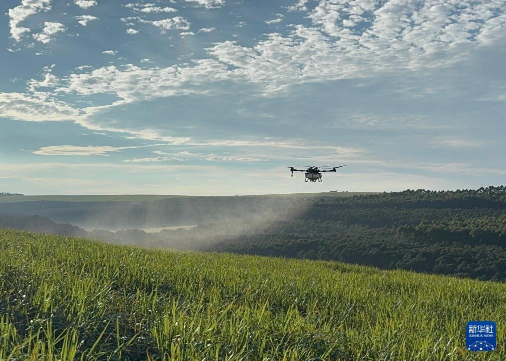 3月25日，在南非夸祖魯-納塔爾省的方廷希爾莊園，中國(guó)農(nóng)用無(wú)人機(jī)為甘蔗林噴灑殺菌劑。新華社記者 白舸 攝