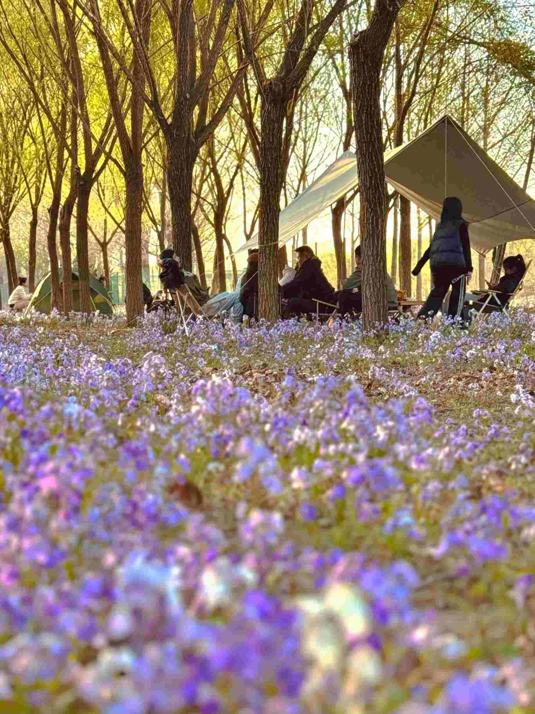 清明假期期間，范女士一家在北京溫榆河邊露營。受訪者供圖