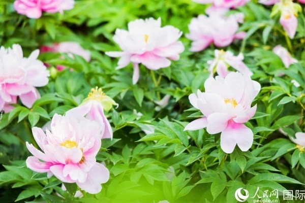 洛陽(yáng)國(guó)家牡丹園牡丹盛開(kāi)。 人民網(wǎng)記者 魯揚(yáng)攝