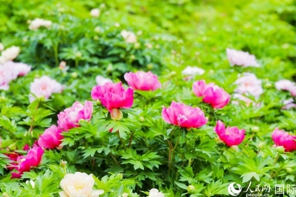 洛陽(yáng)國(guó)家牡丹園牡丹盛開(kāi)。 人民網(wǎng)記者 魯揚(yáng)攝
