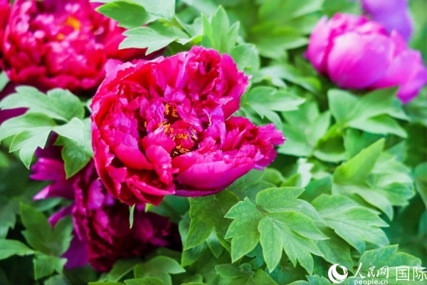 洛陽(yáng)國(guó)家牡丹園牡丹盛開(kāi)。 人民網(wǎng)記者 魯揚(yáng)攝