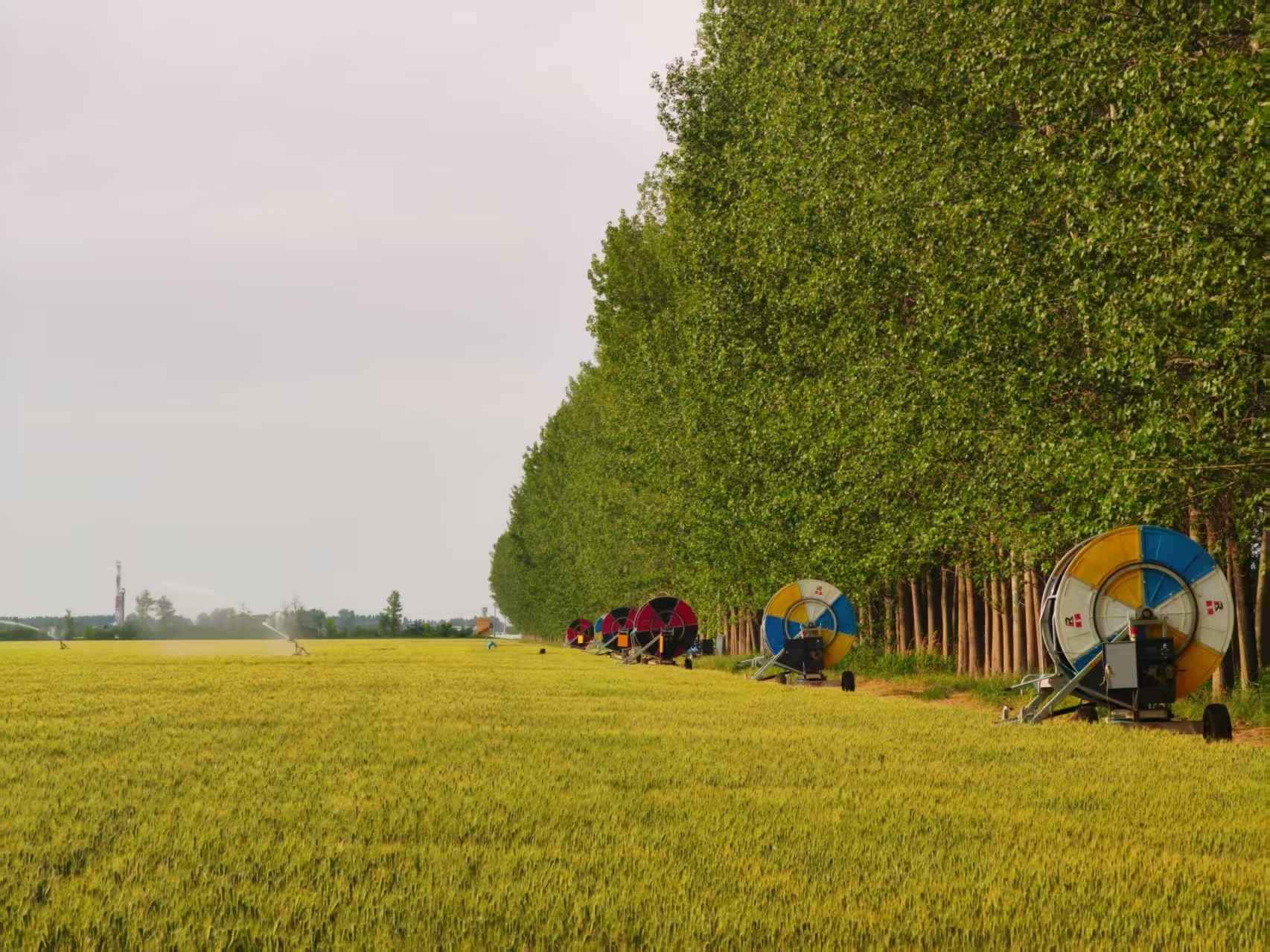 陜西華陰市華西鎮(zhèn)農(nóng)墾農(nóng)場正在作業(yè)的卷盤式噴灌機。受訪者供圖